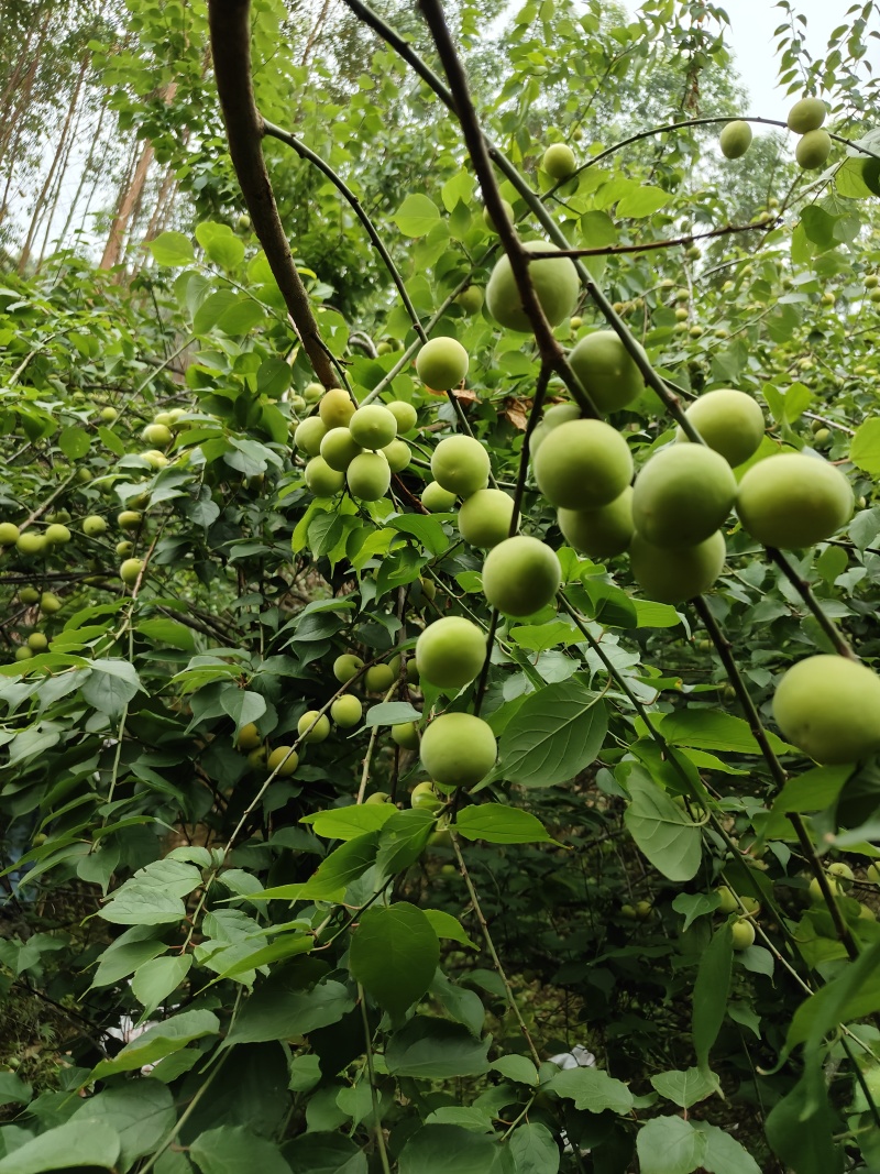 酸梅