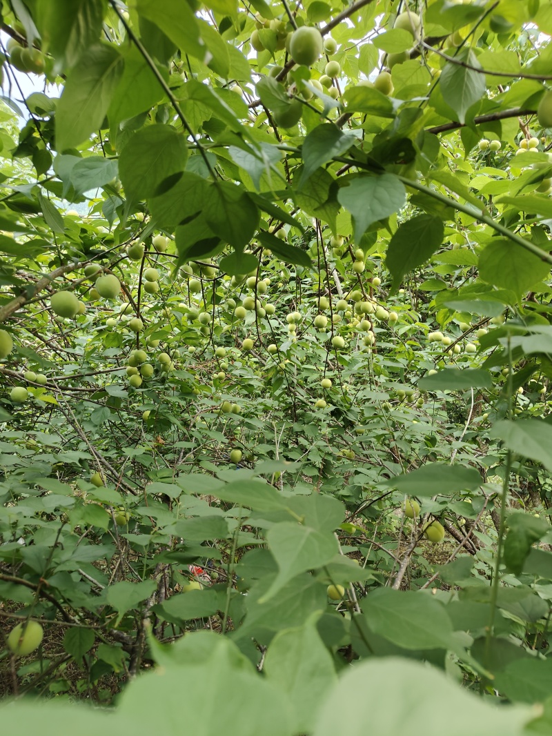 酸梅