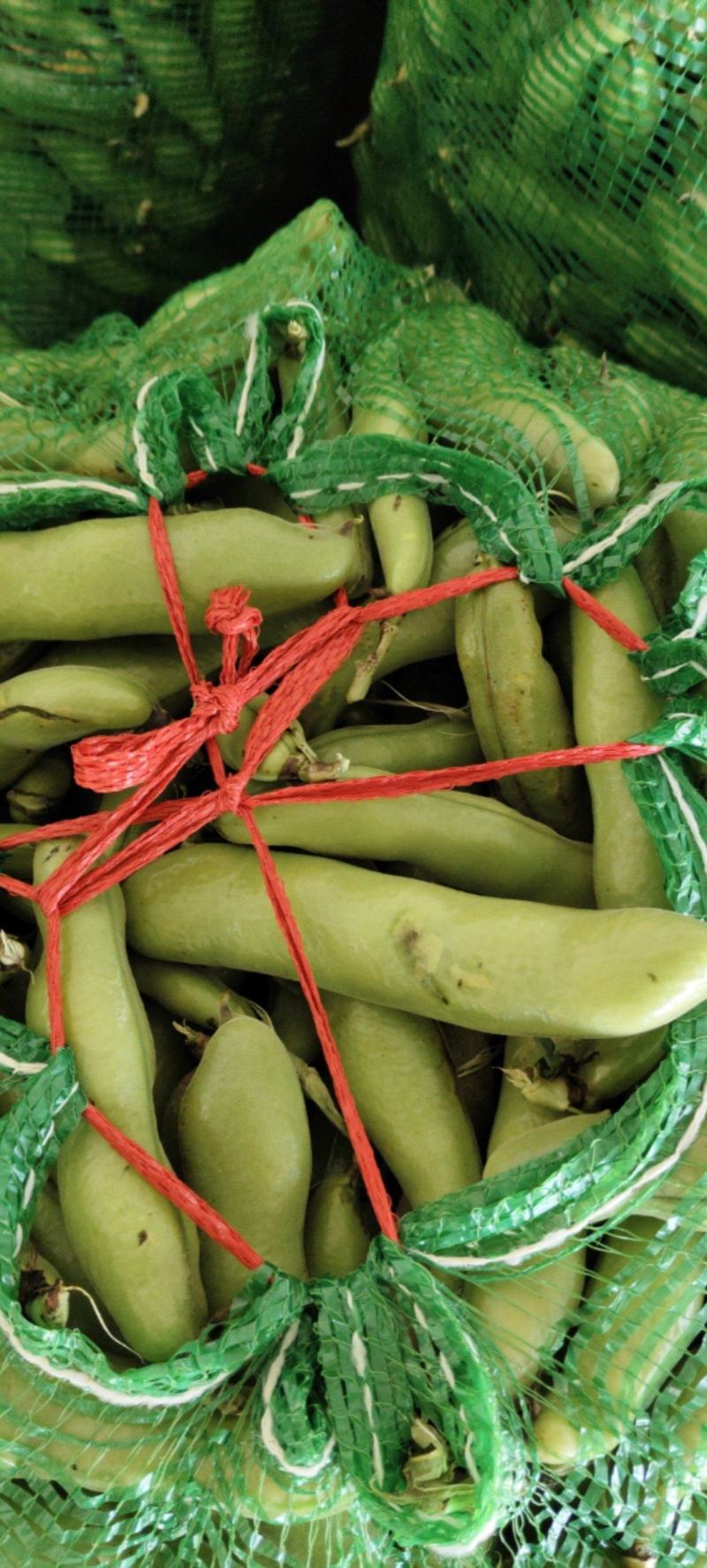 蚕豆精品上市
