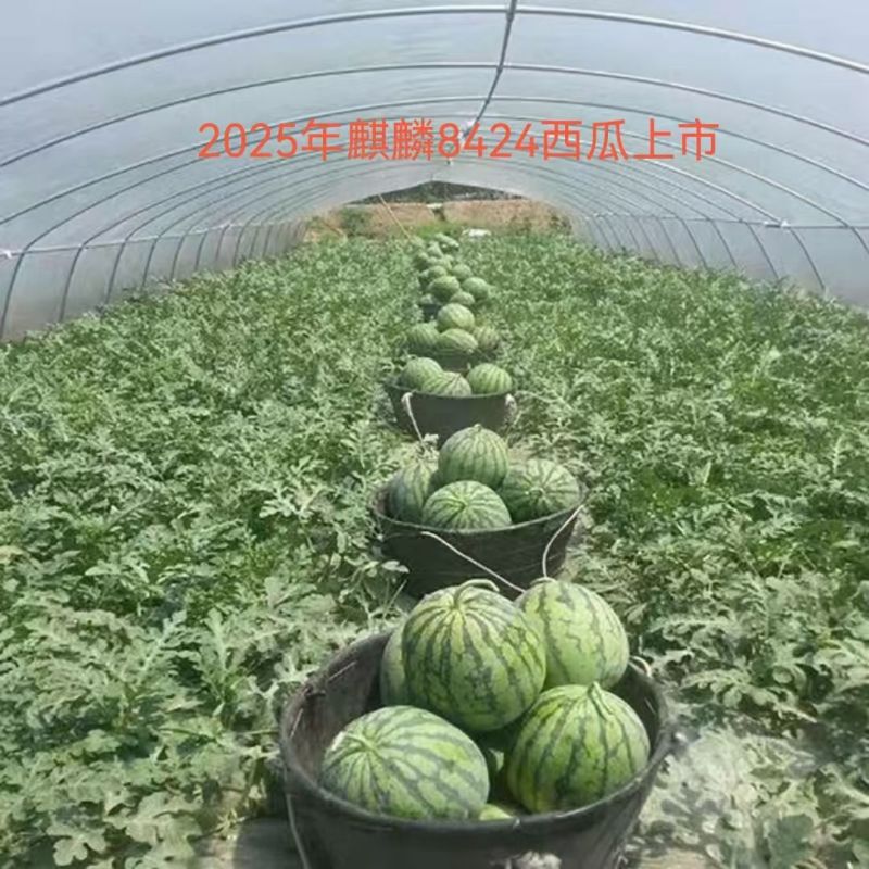 8424西瓜，产地一手货源，对接市场电商平台，欢迎新老客