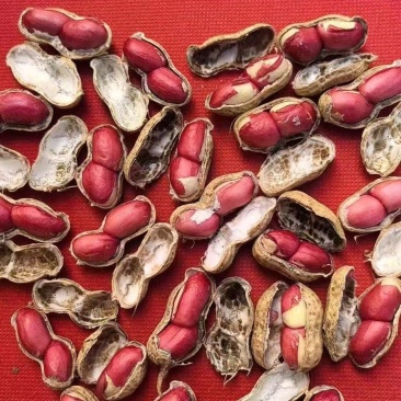 河南白沙四粒红鲜花生，过筛子手选果籽粒饱满，可供超市市场