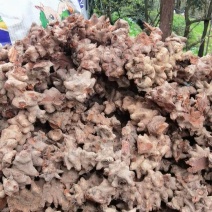 威远县地道野生菝葜，新鲜现挖，量大从优