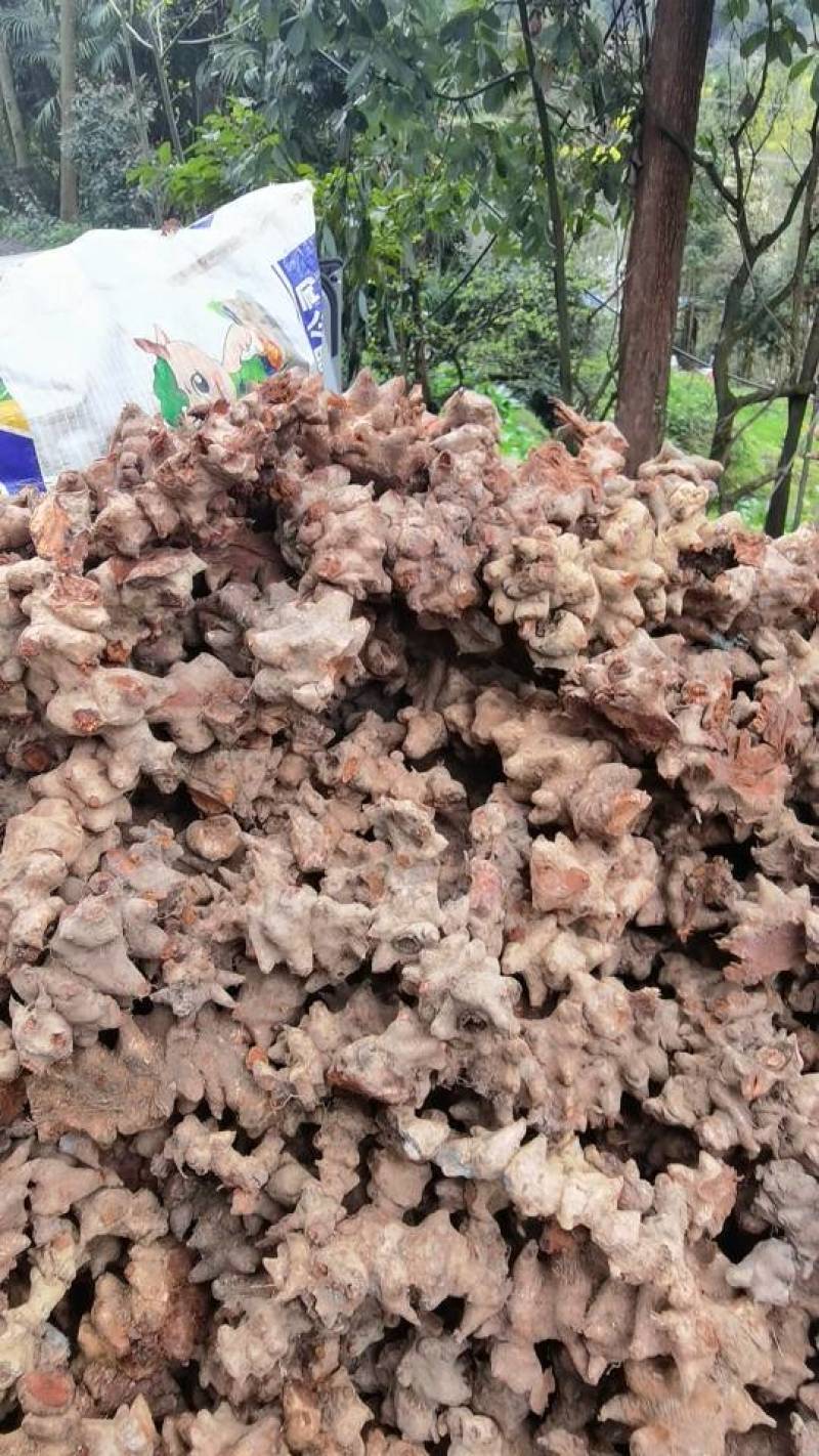 威远县地道野生菝葜，新鲜现挖，量大从优