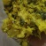 黄蜀葵花批发价格