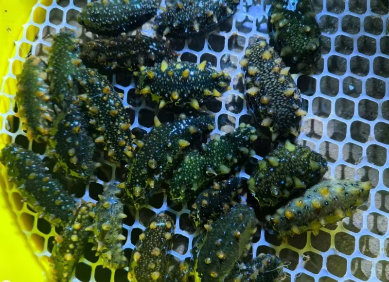 出售圈养海参，鲜海参各种规格都有，价格实惠