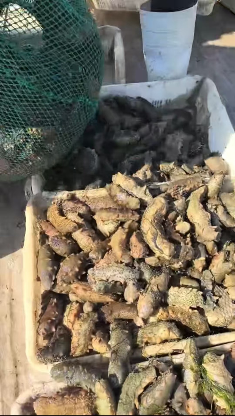 出售圈养海参，鲜海参各种规格都有，价格实惠