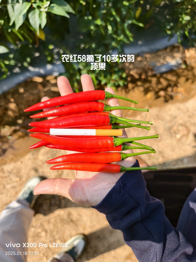 农红58大果朝天椒种子，高产抗病好管理，厂家直销，招代理