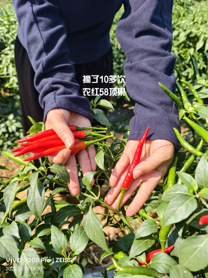 农红58大果朝天椒种子，高产抗病好管理，厂家直销，招代理