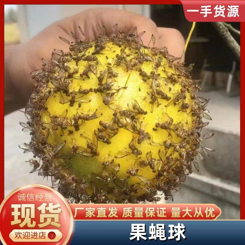 果蝇球诱蝇球果实蝇诱捕器粘虫球诱粘球厂家直销