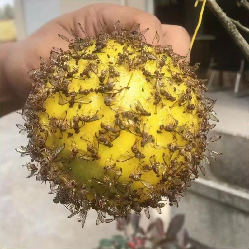 果蝇球诱蝇球果实蝇诱捕器粘虫球诱粘球厂家直销