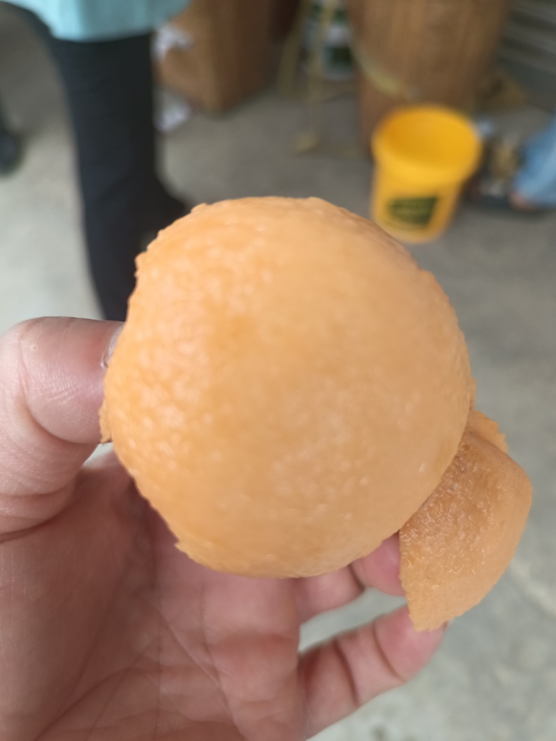 汉源大五星枇杷，代办
