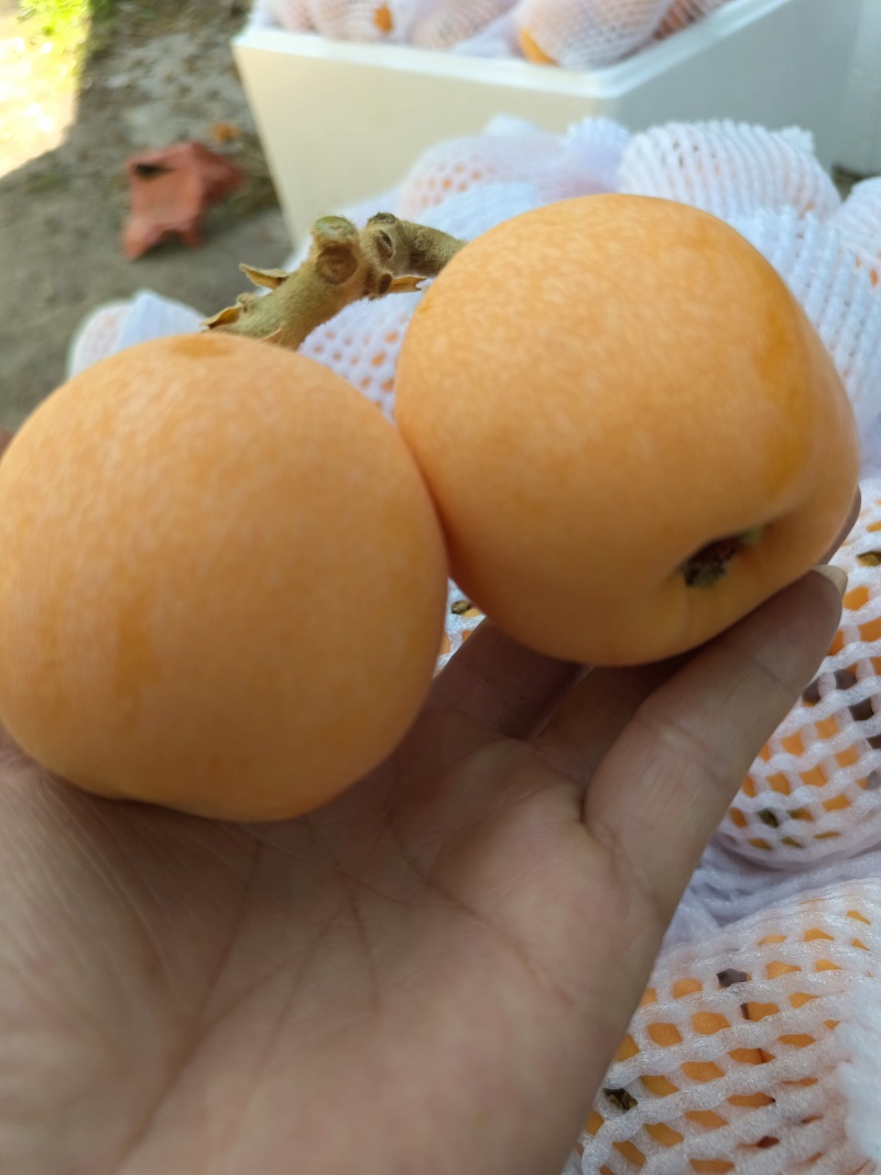 汉源大五星枇杷，代办
