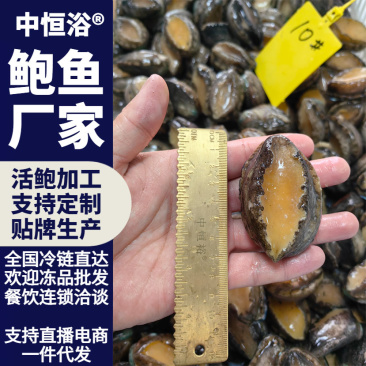 活冻鲍鱼大鲍鱼10头海鲜水产冻品批发一手货源供应
