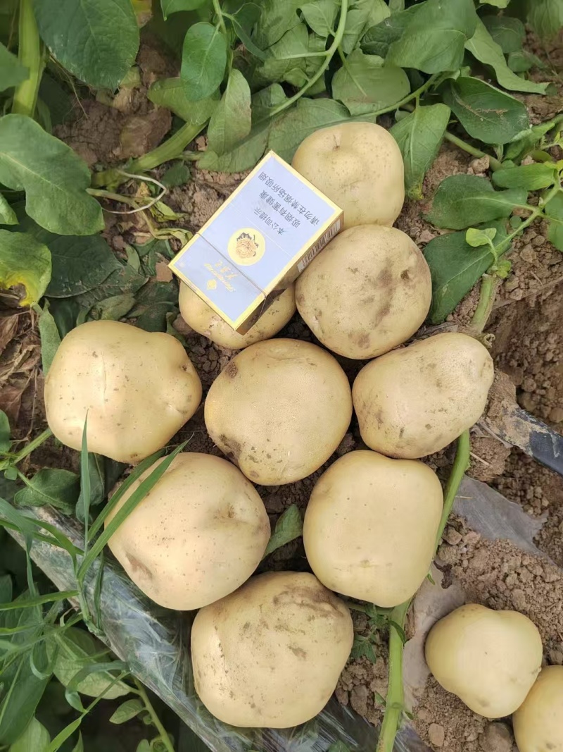 开封精品黄心土豆