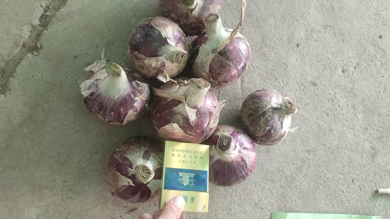 开封精品黄心土豆