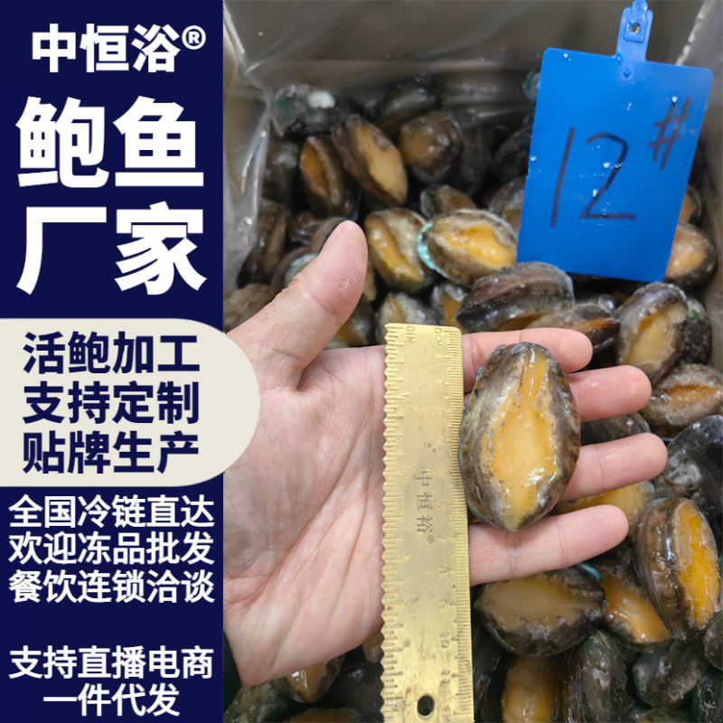 鲍鱼新鲜12头活鲍速冻供应酒店餐饮佛跳墙炖盅食材批发