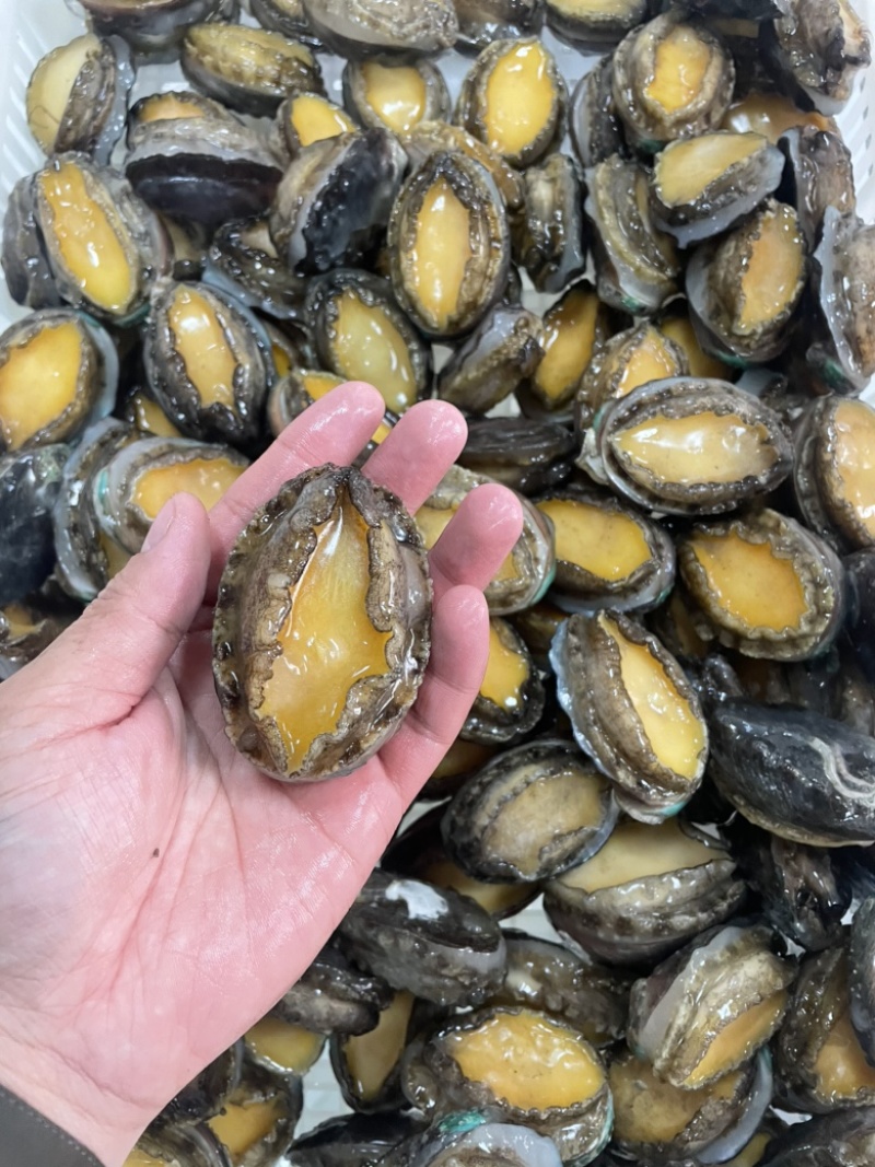 鲍鱼新鲜12头活鲍速冻供应酒店餐饮佛跳墙炖盅食材批发