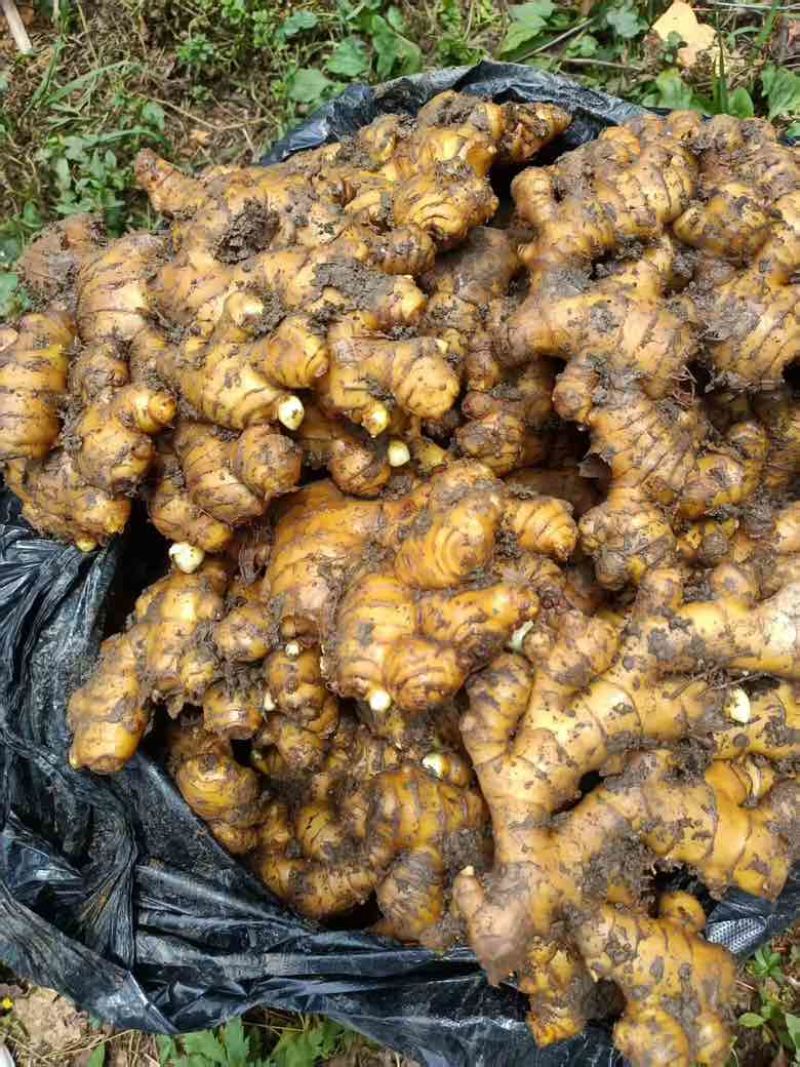 生姜，贵州小黄姜，现货供应，量大货优，欢迎大家前来采购