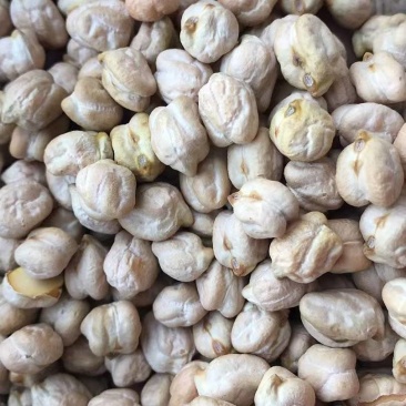 进口中颗粒鹰嘴豆桃豆鸡豆8mm