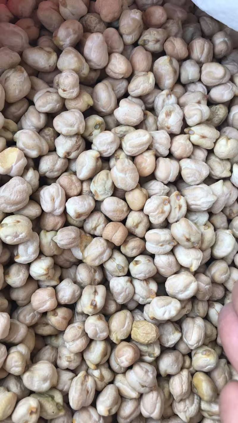 进口中颗粒鹰嘴豆桃豆鸡豆8mm