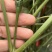 青红两用大青红68大果朝天椒种子，大果高产硬度好，招代理
