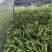 买得放心石菖蒲营养丰富超高性价比选择正品承诺