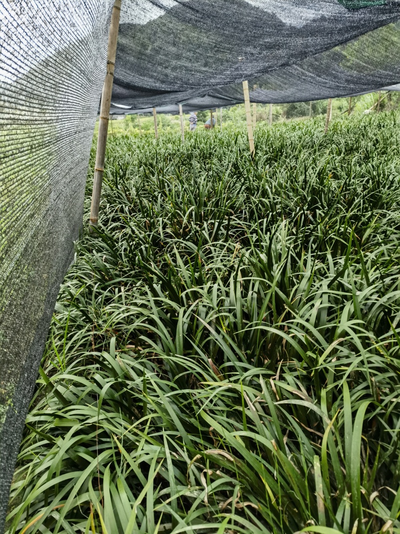买得放心石菖蒲营养丰富超高性价比选择正品承诺