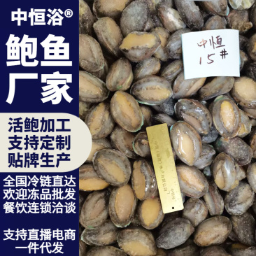 活冻鲍鱼15头新鲜冷冻批发【鲍鱼工厂】供应餐饮酒店