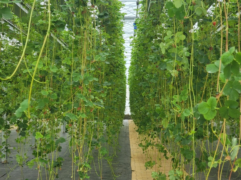 越雪妃、建德白露、粉玉草莓苗支持视频看货，欢迎来电咨询