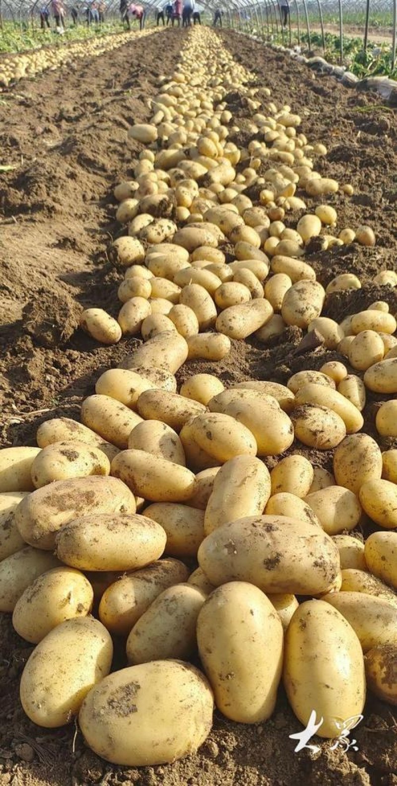 山东土豆荷兰十五土豆v7土豆货源充足价格不高