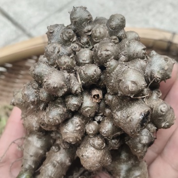 藤三七现采通货