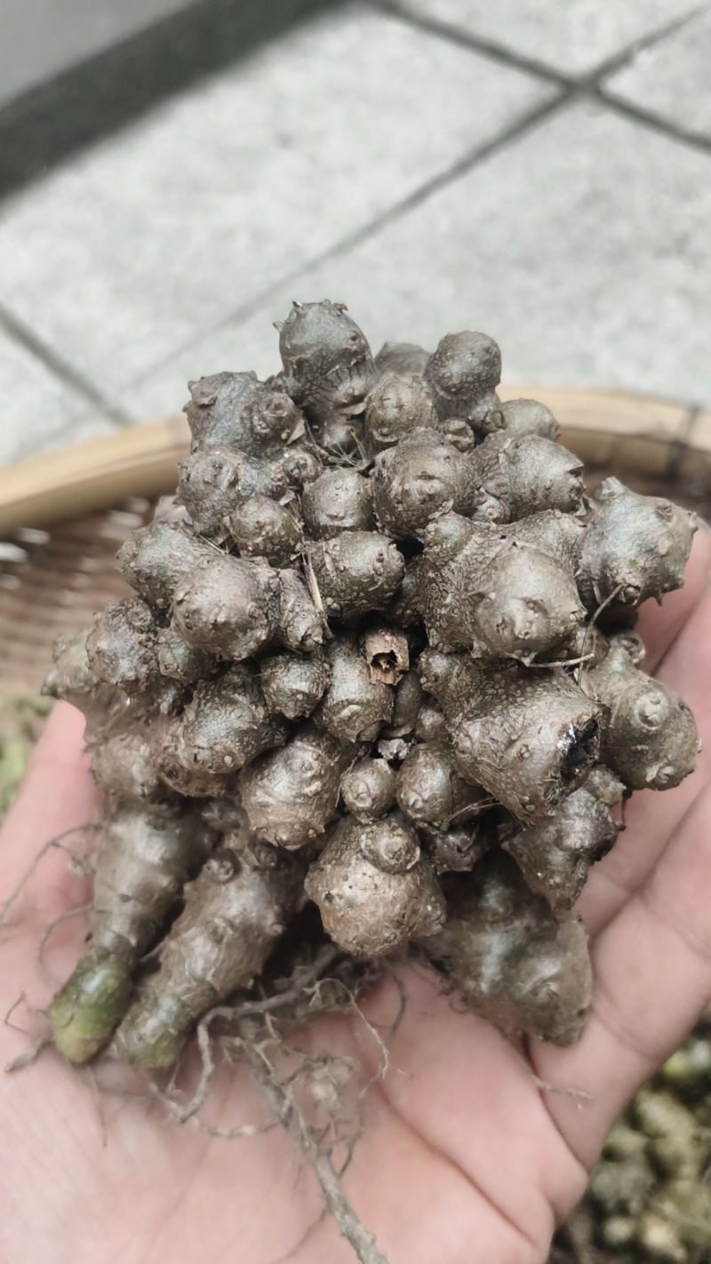 藤三七现采通货