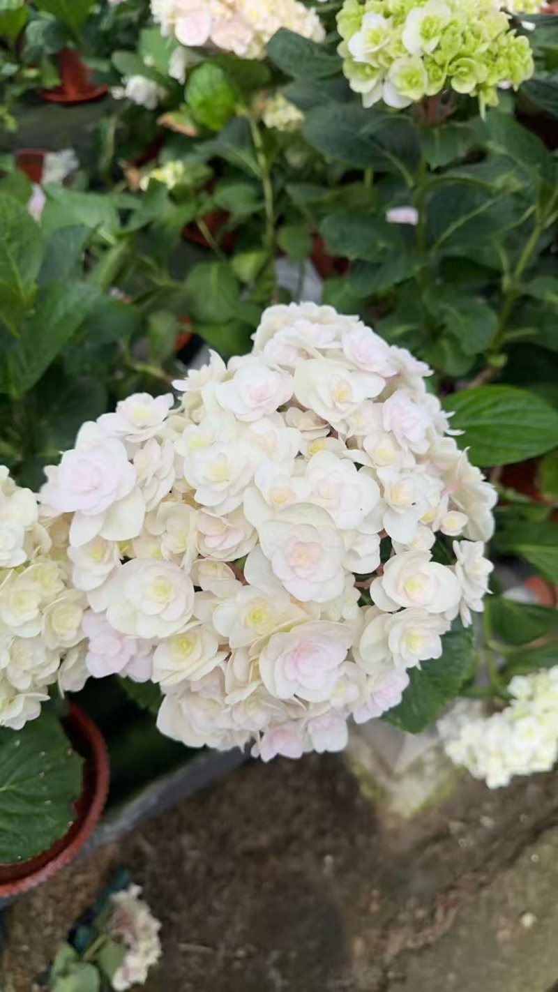 绣球花苗盆栽庭院花无尽夏绣球大花四季开花绿化家庭盆栽花卉
