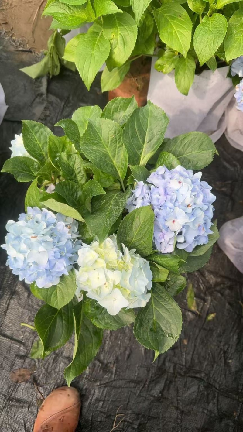绣球花苗盆栽庭院花无尽夏绣球大花四季开花绿化家庭盆栽花卉