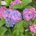 绣球花苗盆栽庭院花无尽夏绣球大花四季开花绿化家庭盆栽花卉