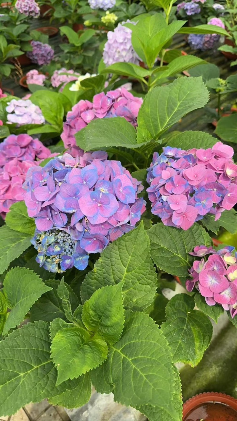 绣球花苗盆栽庭院花无尽夏绣球大花四季开花绿化家庭盆栽花卉