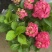 绣球花苗盆栽庭院花无尽夏绣球大花四季开花绿化家庭盆栽花卉