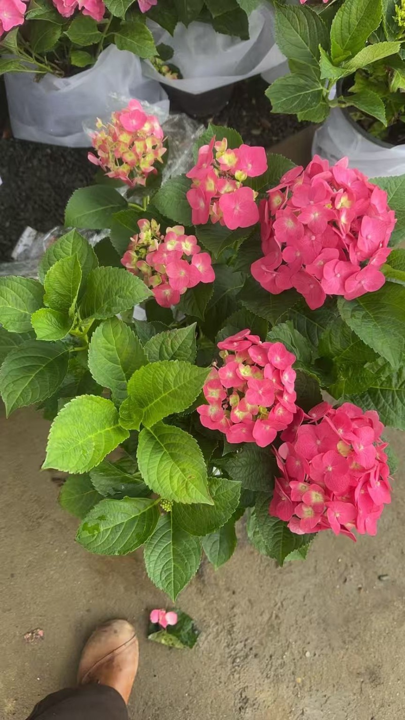 绣球花苗盆栽庭院花无尽夏绣球大花四季开花绿化家庭盆栽花卉