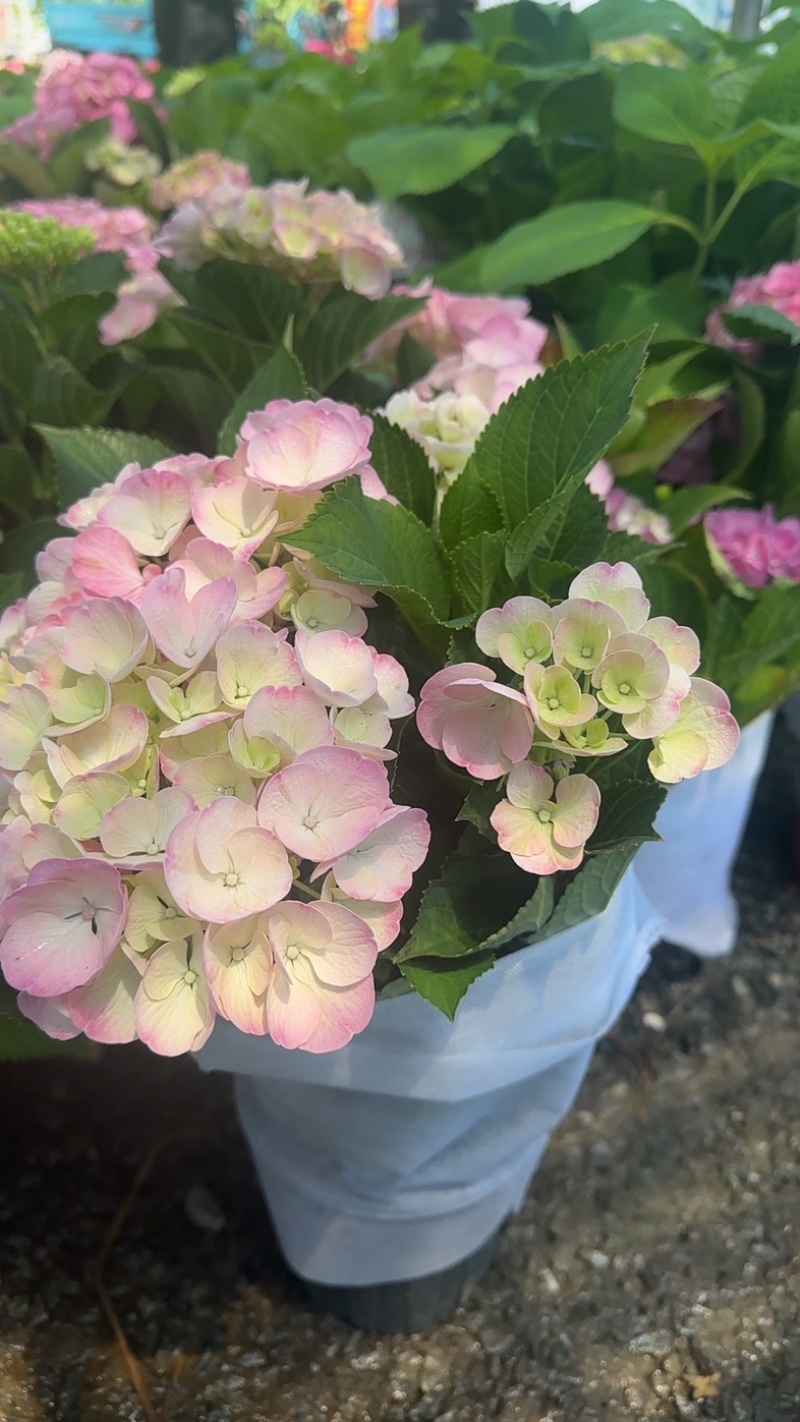 绣球花苗盆栽庭院花无尽夏绣球大花四季开花绿化家庭盆栽花卉