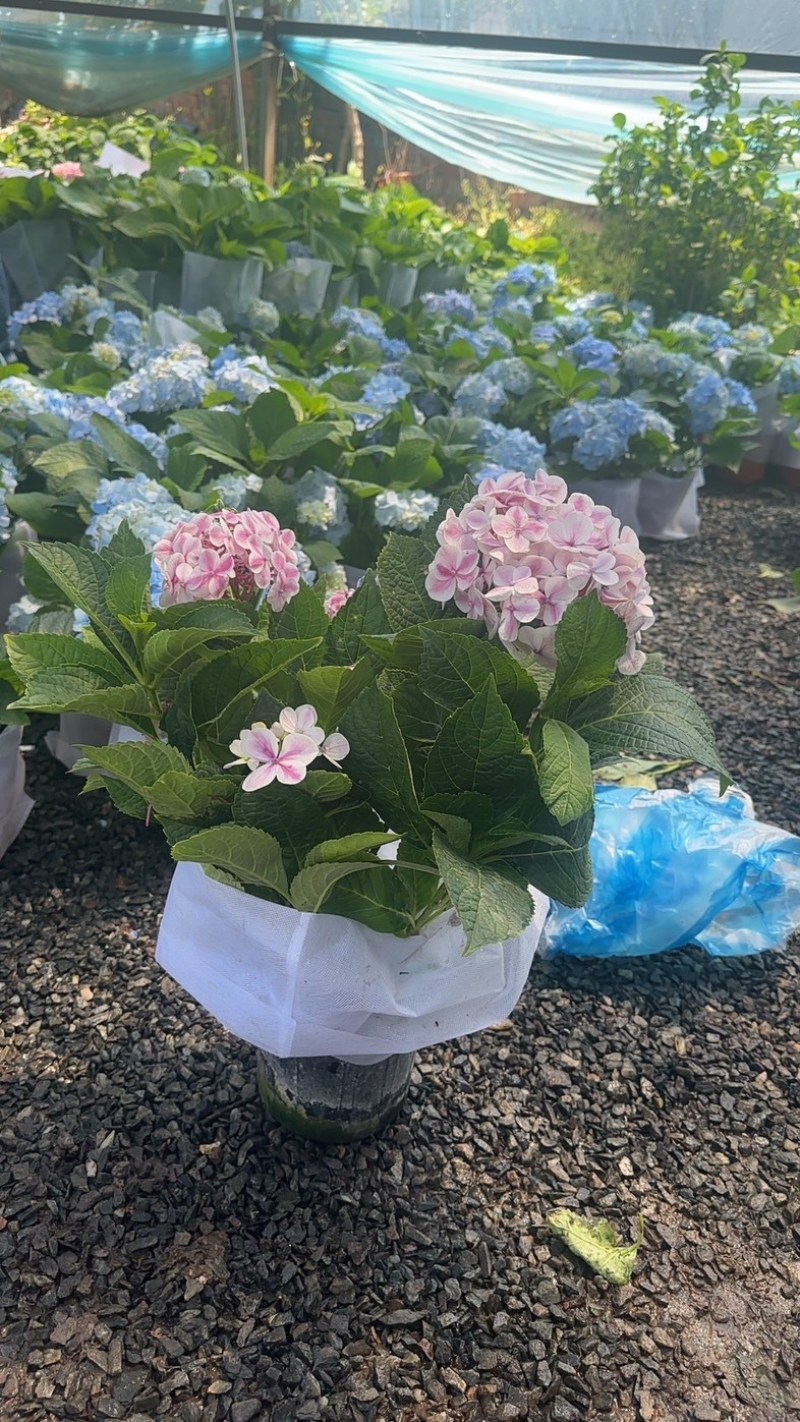 绣球花苗盆栽庭院花无尽夏绣球大花四季开花绿化家庭盆栽花卉