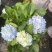 绣球花苗盆栽庭院花无尽夏绣球大花四季开花绿化家庭盆栽花卉