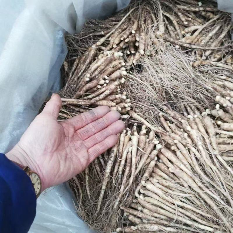 人参种苗长白山基地直供品质保证全国发货