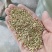 棒棒草籽种子草种大量发货，欢迎来电