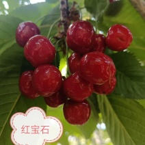 新泰市天宝大樱桃上市了