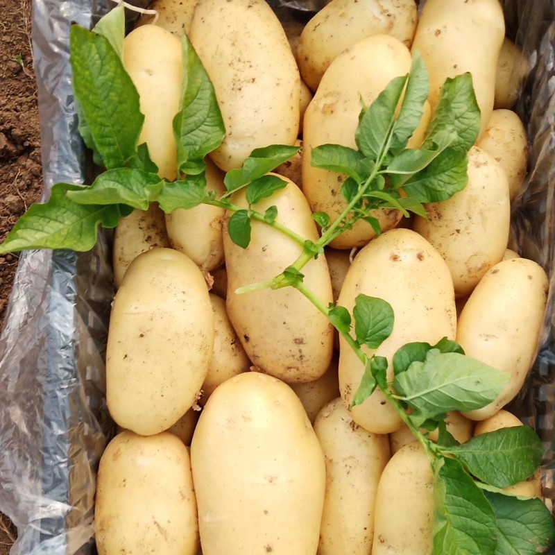 黄心土豆大量上市了，荷兰十五土豆，v7土豆货源充足