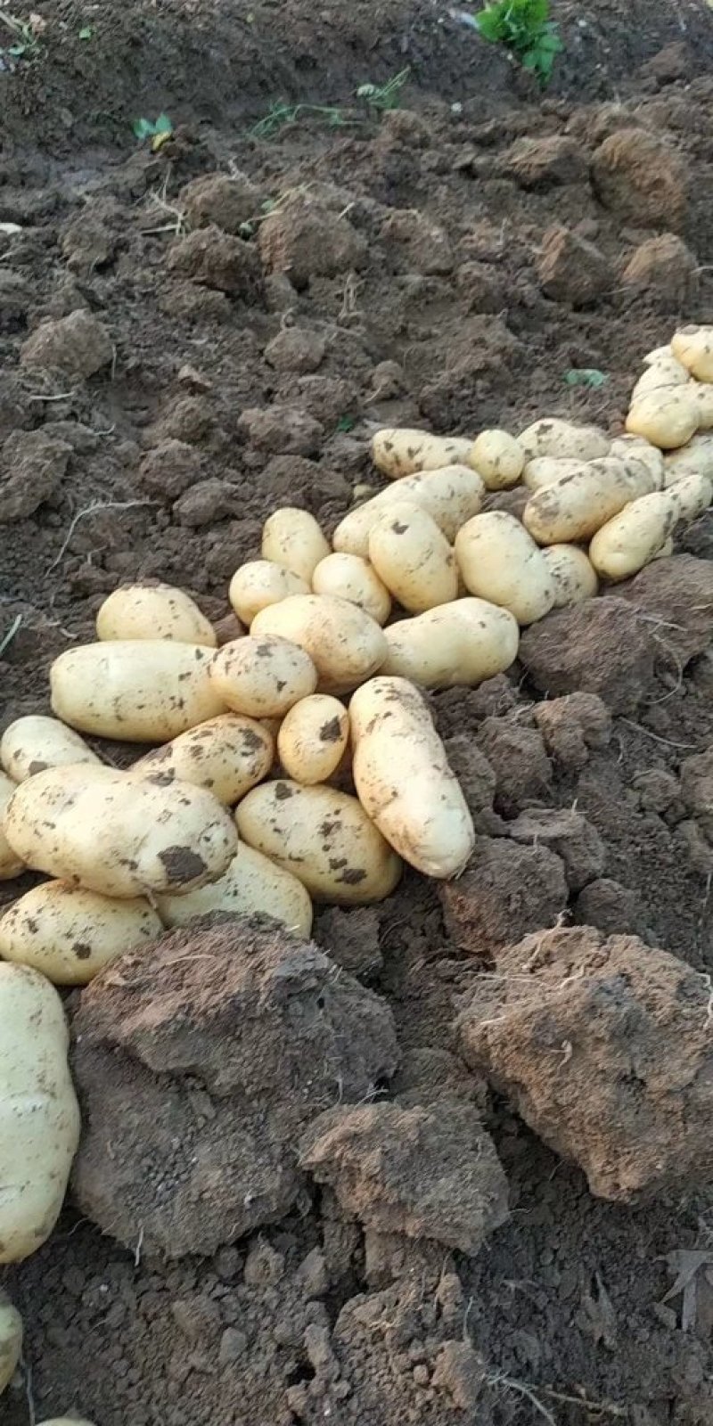 黄心土豆大量上市了，荷兰十五土豆，v7土豆货源充足