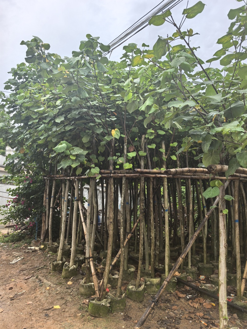 黄槿
