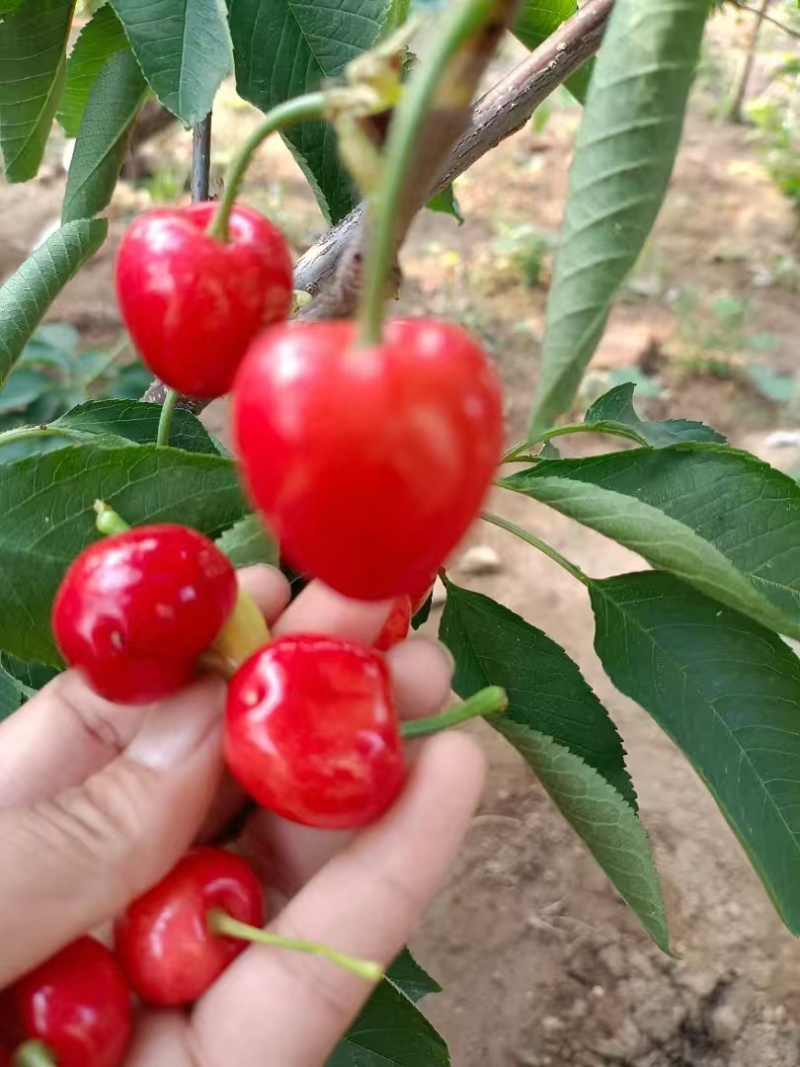 山东布鲁克斯樱桃萨米脱樱桃黄蜜樱桃，量大从优欢迎选购