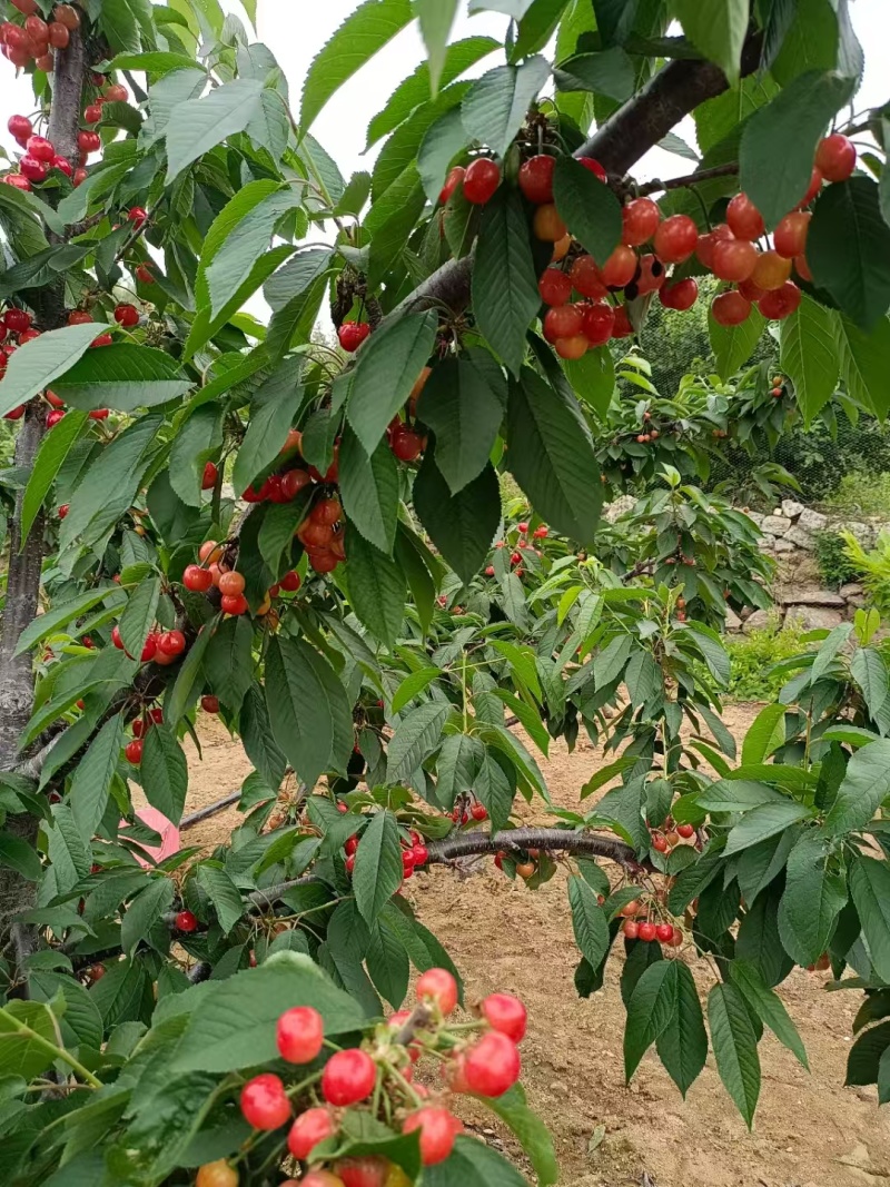 山东布鲁克斯樱桃萨米脱樱桃黄蜜樱桃，量大从优欢迎选购