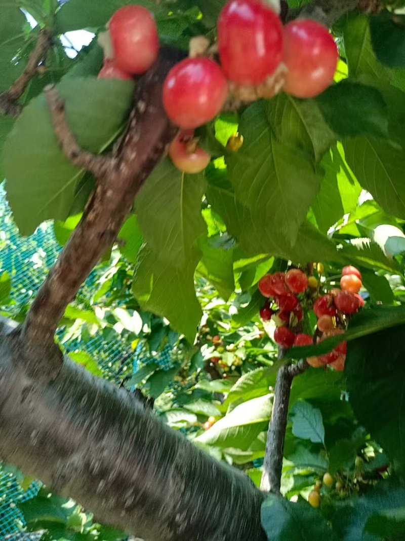 山东布鲁克斯樱桃萨米脱樱桃黄蜜樱桃，量大从优欢迎选购